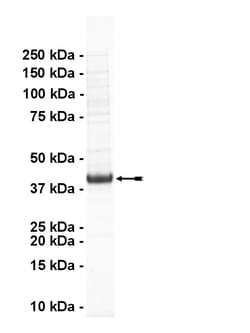 Eurofins DiscoverX NEK9 Protein, Active 250 &mu;g | Buy Online | Eurofins DiscoverX | Fisher Scientific